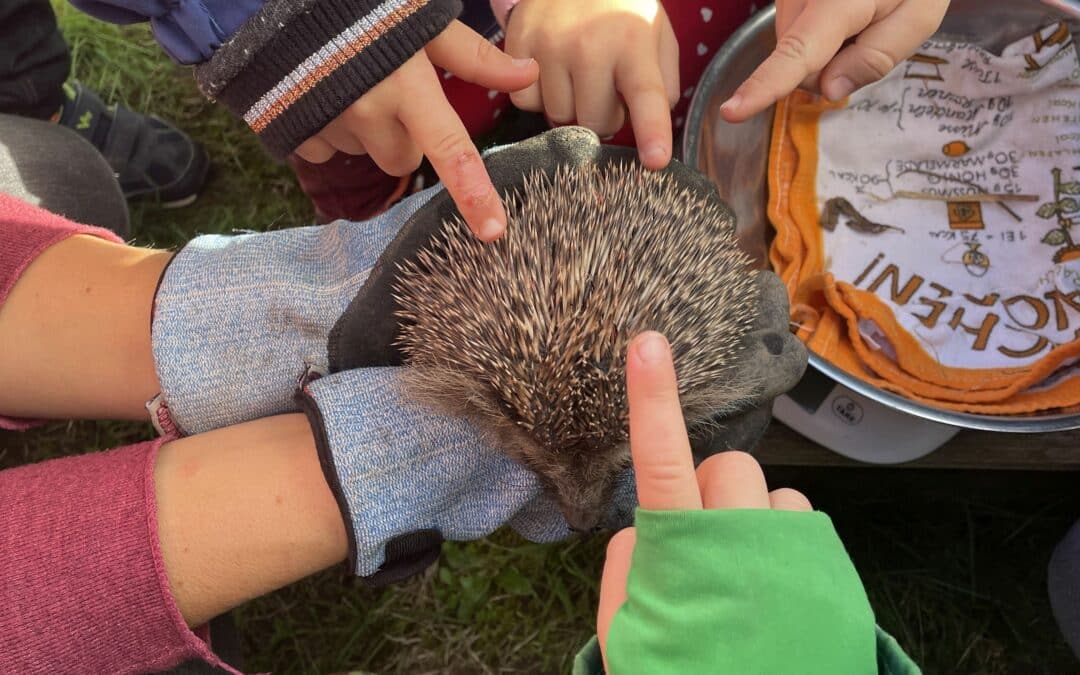 Besuch bei den Stachelnasen