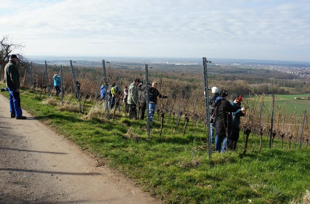 Die Engel helfen im Weinberg