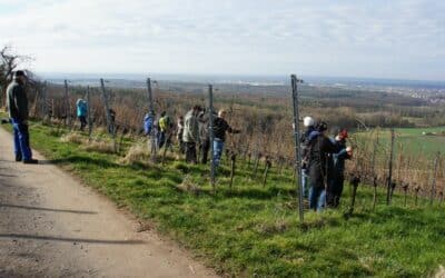 Die Engel helfen im Weinberg