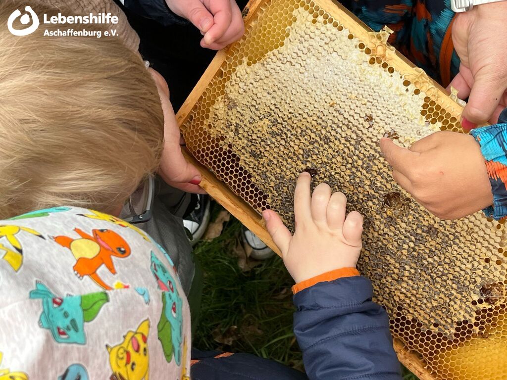 Kinder der Integrativen Kindertagesstätten Kunterbunt und Hundertmorgenwald probieren frischen Honig aus einer Wabe