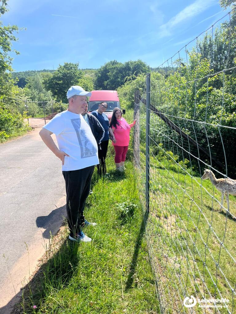 Besuch bei Rehen auf der Erdbeer-Ranch in Alzenau, Bild 1