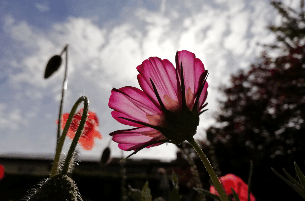 Eine schöne Sommerzeit!
