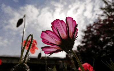 Eine schöne Sommerzeit!