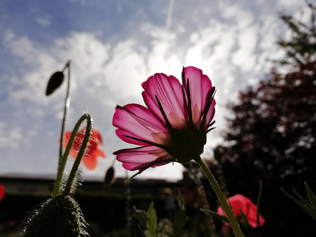 Gartenblume im Sommer