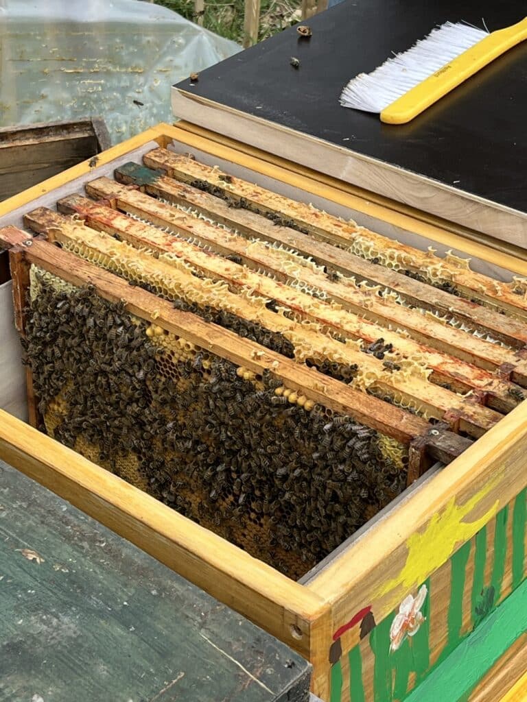 Die Bienen sind eingezogen