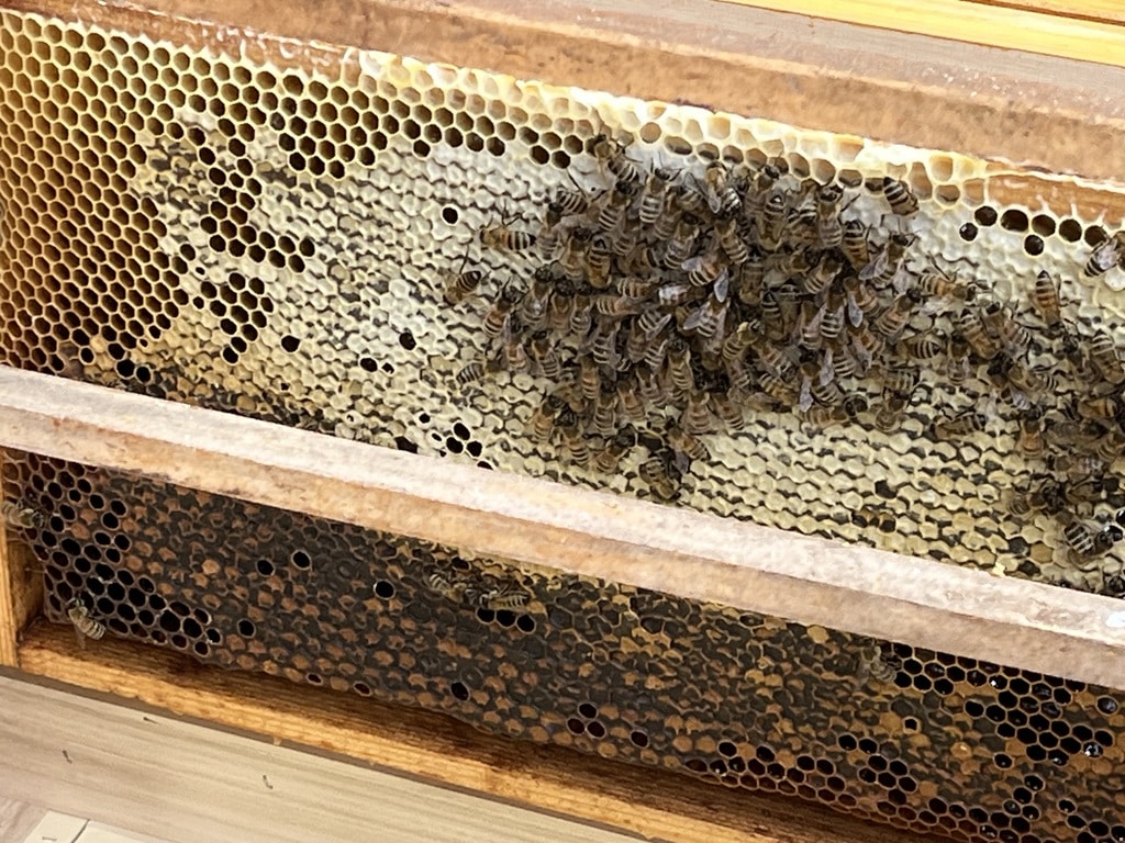 Die ersten Bienen sind im Stock