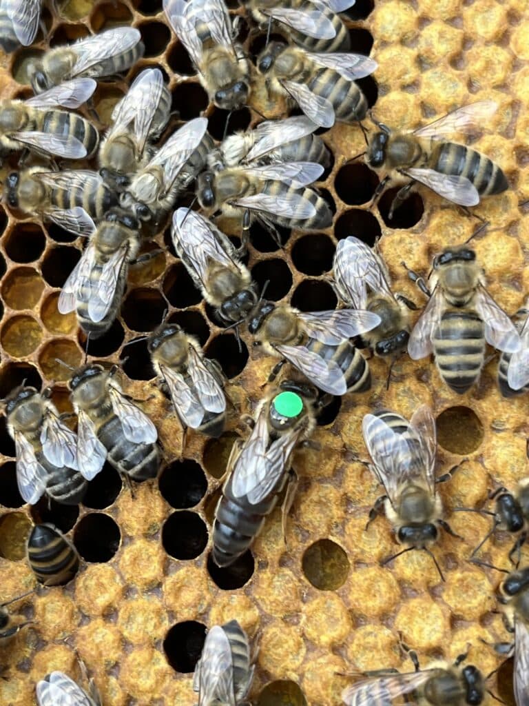 Unsere erste Bienenkönigin