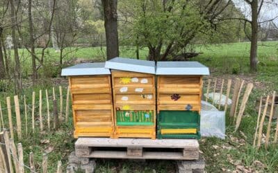 Unsere Bienen ziehen ein