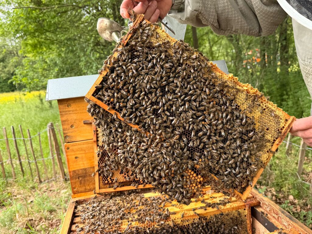 Der Bienenstock ist sehr voll.