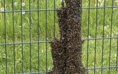 Sind unsere Bienen verrückt geworden?