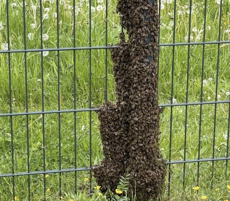 Sind unsere Bienen verrückt geworden?