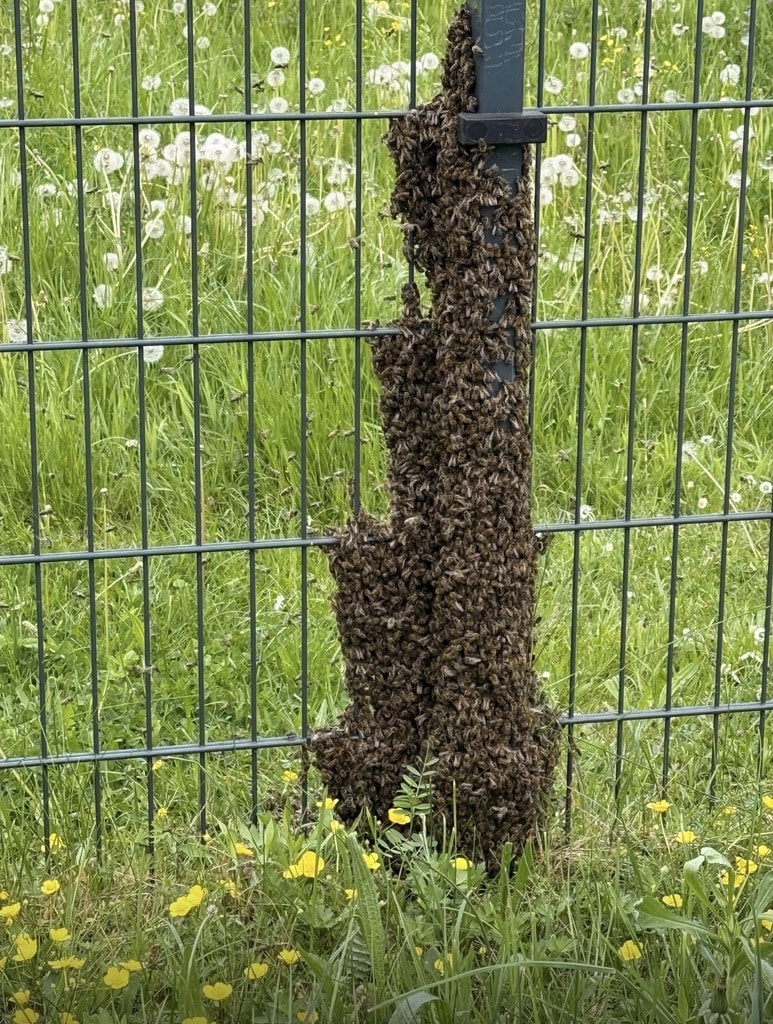 Die Bienen haben sich am Zaun gesammelt.