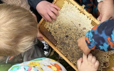 Unsere Bienen – ein großes Projekt mit kleinen Tieren