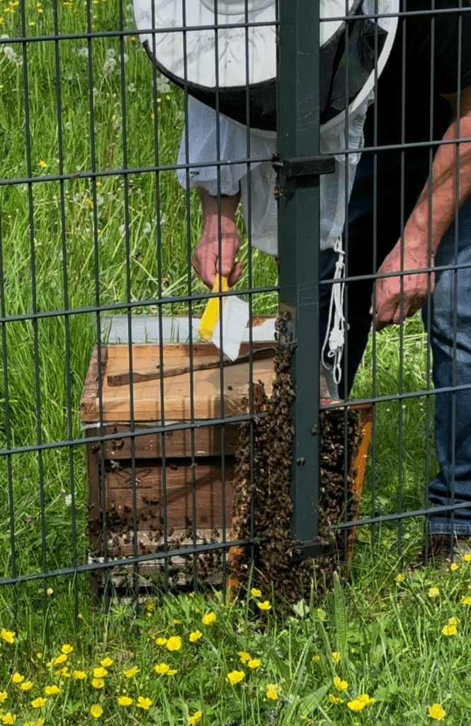 Imker Wolfgang fängt sie mit Hilfe eines neuen Bienenstocks ein.