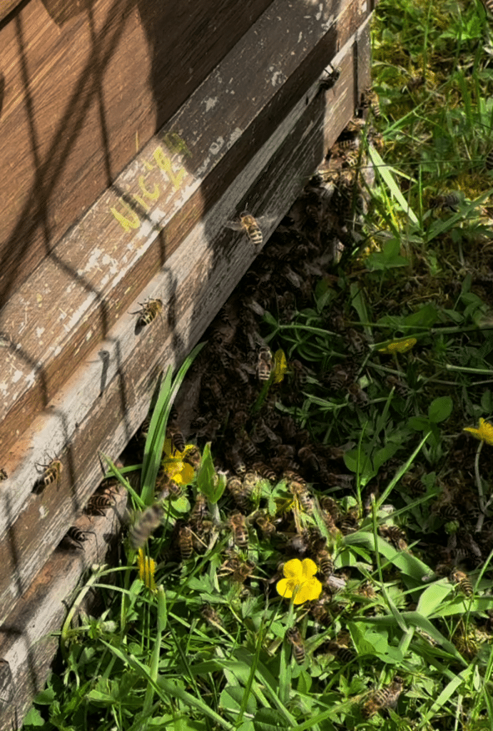 Die Bienen laufen in den Stock.
