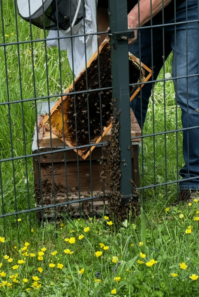 Imker Wolfgang fängt sie mit Hilfe eines neuen Bienenstocks ein, Bild 2