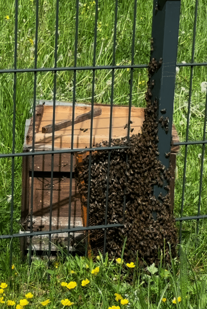 Mit Hilfe einer Futterwabe geht es schneller.