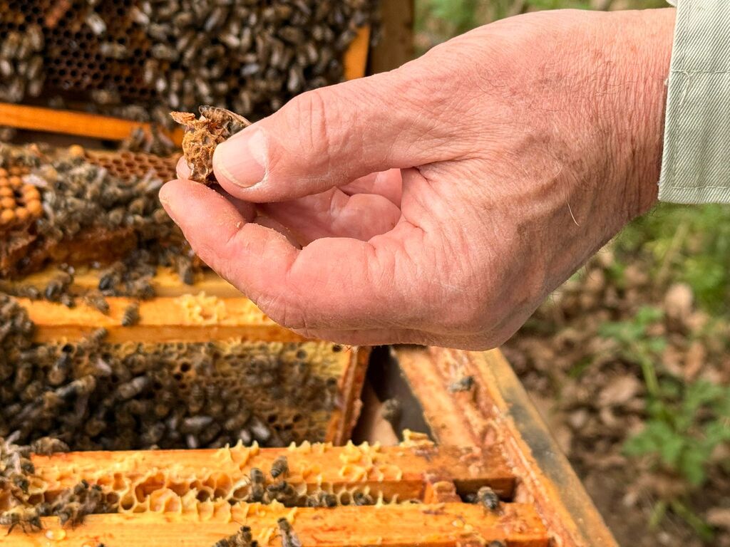 Eine neue Bienenkönigin schlüpft Eine neue Bienenkönigin schlüpft